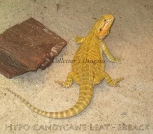 Hypo Candycane Leatherback