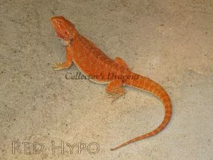 Red Hypo
