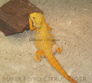 Super Hypo Citrus Tiger