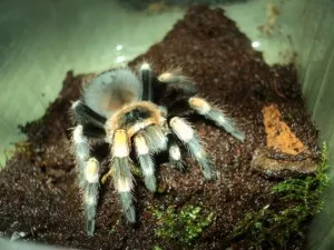 1,0 Brachypelma smithi