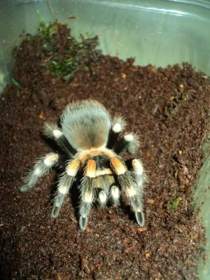 0,1 Brachypelma smithi