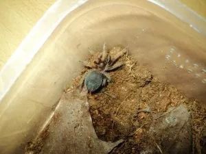 0,0,1 Brachypelma klaasi