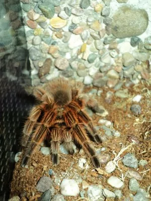 0,1 Grammostola rosea "red"