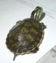 Pseudemys nelsoni