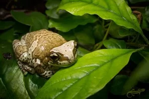 dokonalý biotop pro žabky