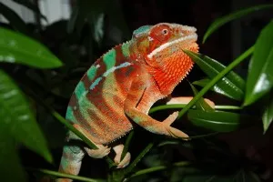 můj Oggy