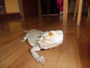 Ferda na procházce