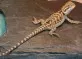 Agama vousatá  (Pogona vitticeps)