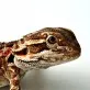 Agama vousatá  (Pogona vitticeps)