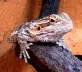Agama vousatá (Pogona vitticeps)