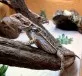 Agama vousatá (Pogona vitticeps)