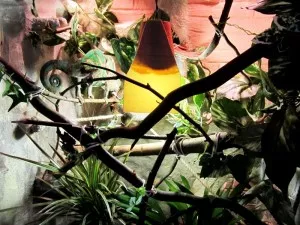 detail jungle :) (na hezčím stínítku se pracuje! :D)