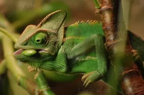 Nikity chameleonarium