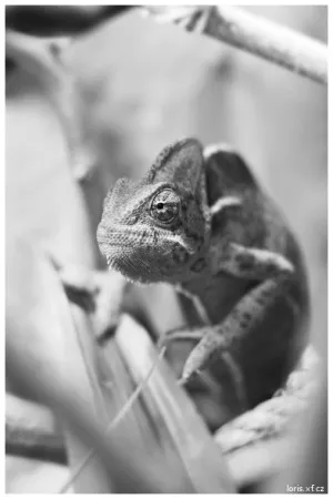 Černobíle :) www.loris.xf.cz
