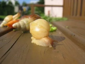 Pohodička na zahradní lavici