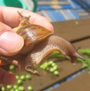 Co přesně s tím hráškem děláš, Minor? (A ta Lettuce za ní, to je ale vocas!)