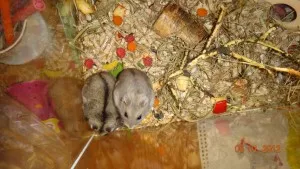 tatínek a maminka