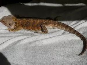 Tuli tuli.