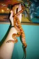 Užovka červená  (Pantherophis guttatus)