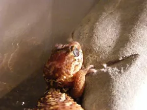 Zarnoocka:)