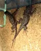 Leguánek malachitový  (Sceloporus malachiticus)