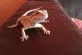 Agama vousatá (Pogona vitticeps)