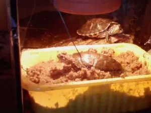 Batulka se chce zazimovat a Tajtrdlík ji přitom musí asistovat