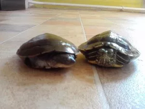 jediný Tajtrdlík se umí usmívat