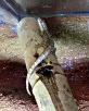 Gekon panenský  (Lepidodactylus lugubris)