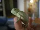 Chameleon jemenský (Chamaeleo calyptratus)