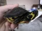 Trachemys scripta scripta