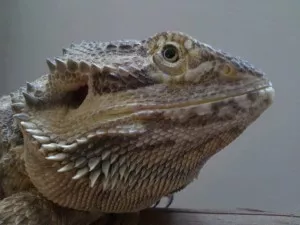 zprava