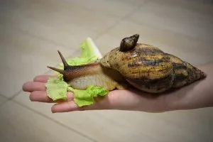 achatina