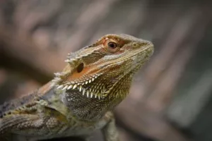 agama vousatá