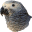 Papoušci
