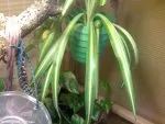 Chlorophytum comosum  | l3nka