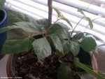 Cissus antarctica  | l3nka