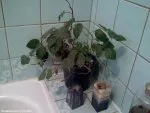 Cissus antarctica  | l3nka