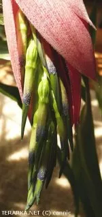 Billbergia windii  | connic