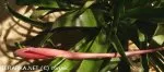 Billbergia windii  | connic