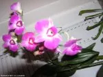 Phalaenopsis   | zelvik58