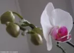 Phalaenopsis   | zelvik58