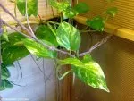 Epipremnum aureum  | l3nka