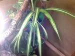Chlorophytum comosum  | l3nka